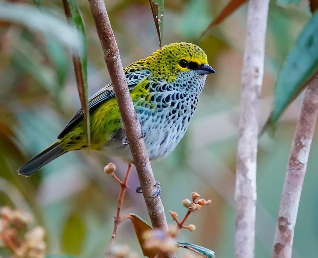 קרתגו Arte De Plumas Birding Lodge מראה חיצוני תמונה