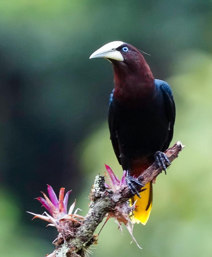 קרתגו Arte De Plumas Birding Lodge מראה חיצוני תמונה