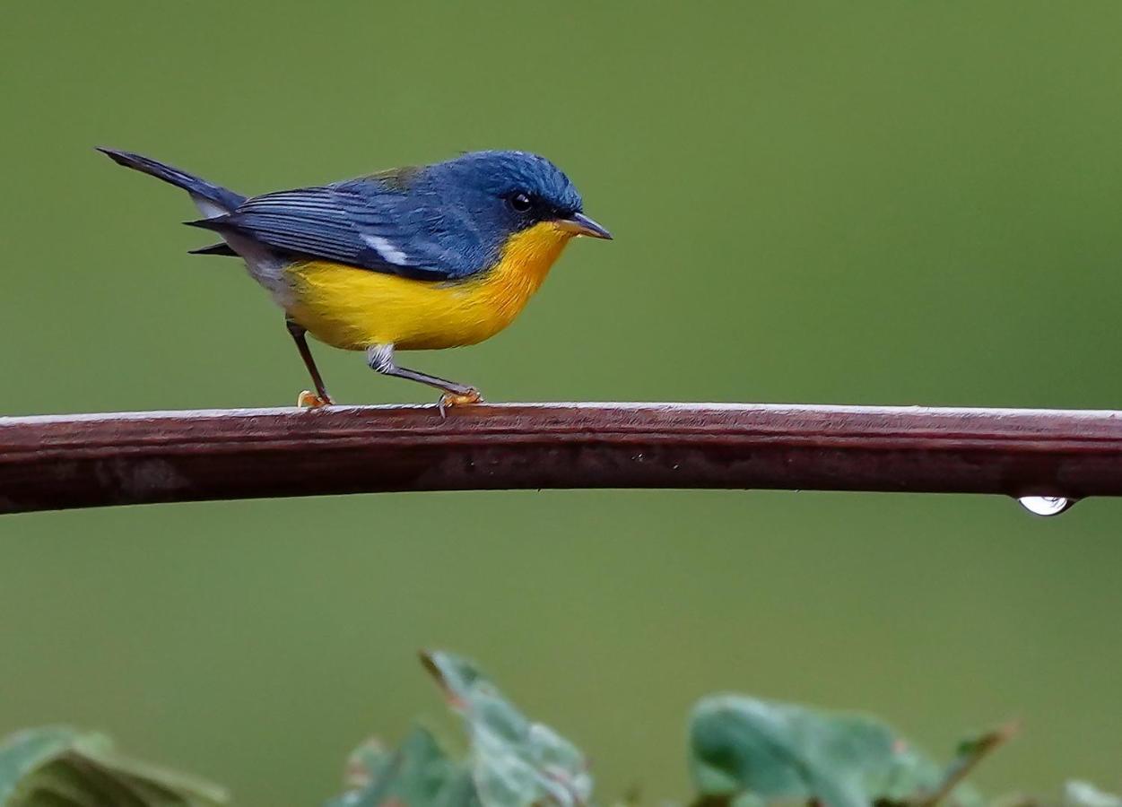קרתגו Arte De Plumas Birding Lodge מראה חיצוני תמונה