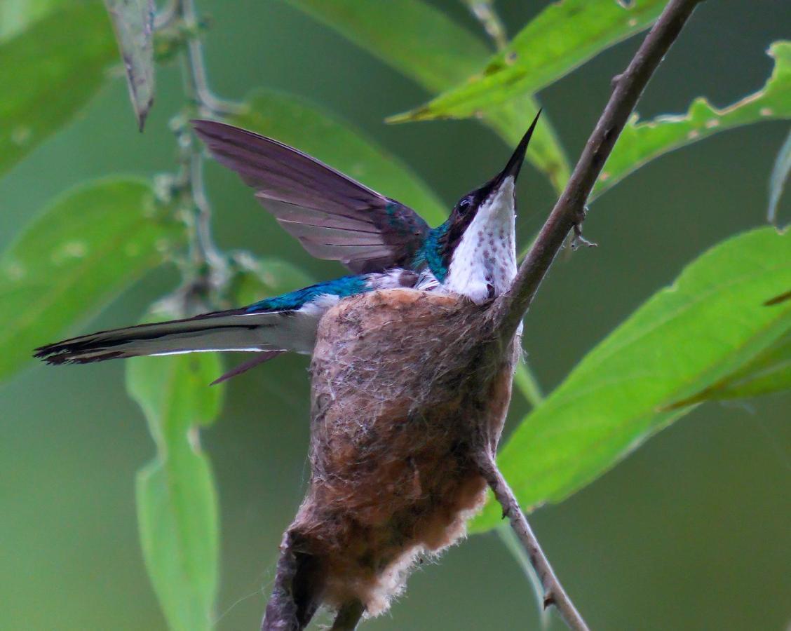 קרתגו Arte De Plumas Birding Lodge מראה חיצוני תמונה