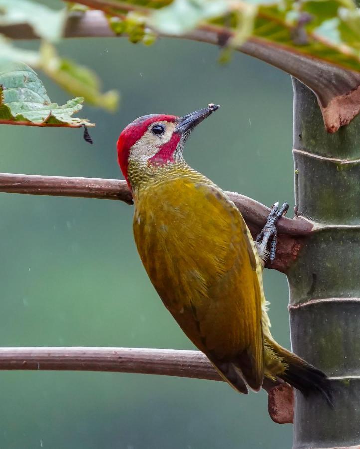 קרתגו Arte De Plumas Birding Lodge מראה חיצוני תמונה