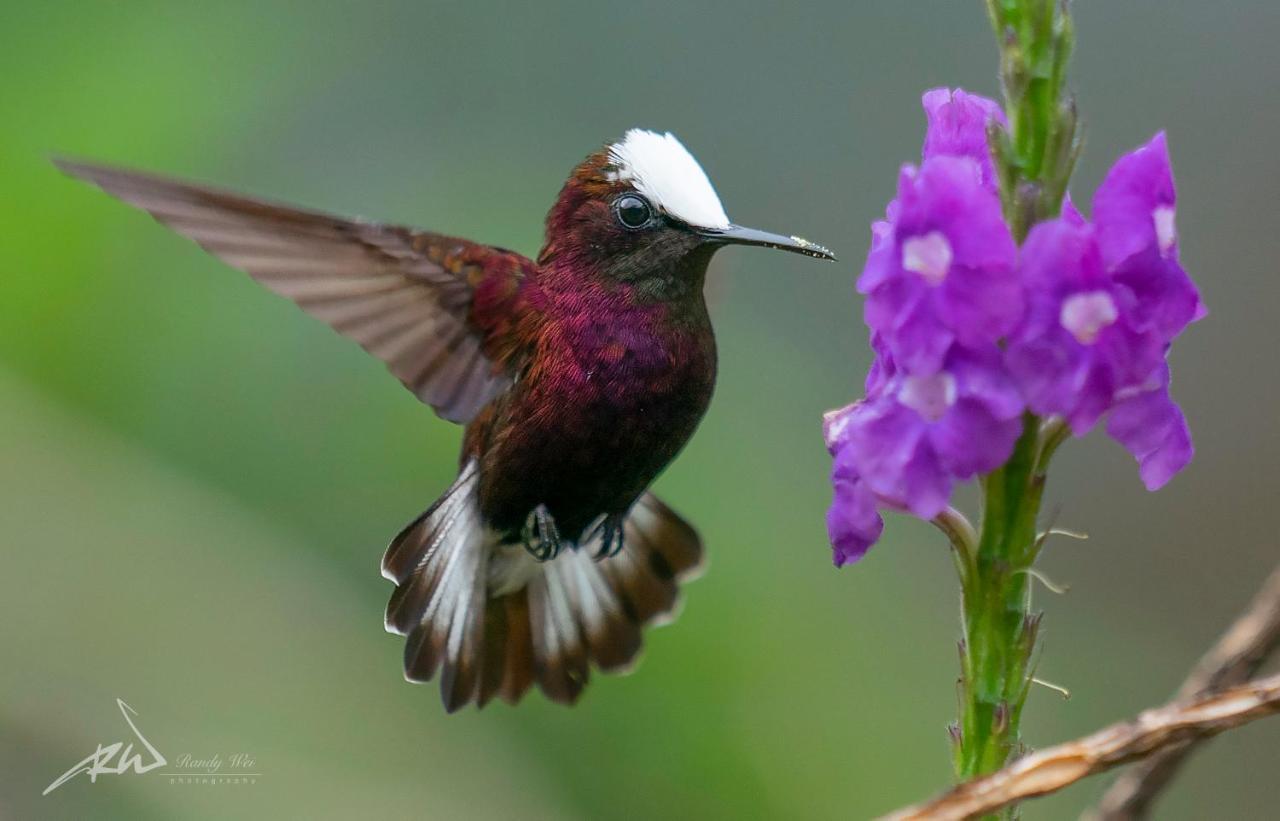 קרתגו Arte De Plumas Birding Lodge מראה חיצוני תמונה