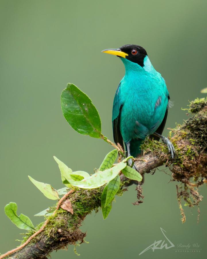 קרתגו Arte De Plumas Birding Lodge מראה חיצוני תמונה
