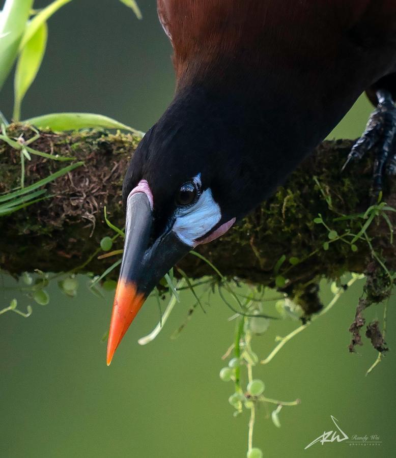 קרתגו Arte De Plumas Birding Lodge מראה חיצוני תמונה