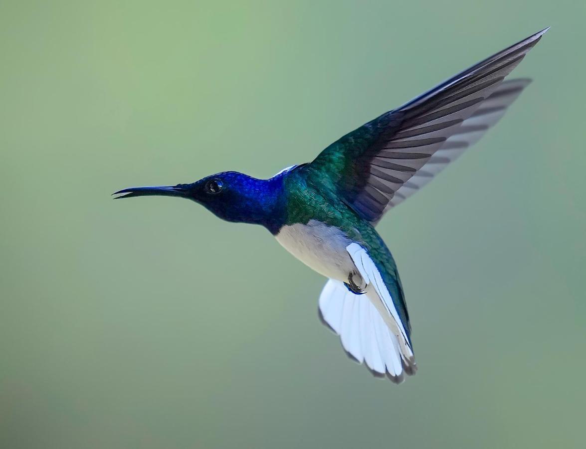 קרתגו Arte De Plumas Birding Lodge מראה חיצוני תמונה
