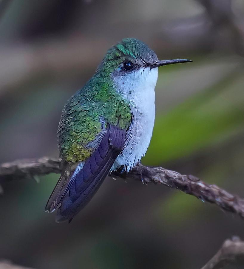 קרתגו Arte De Plumas Birding Lodge מראה חיצוני תמונה