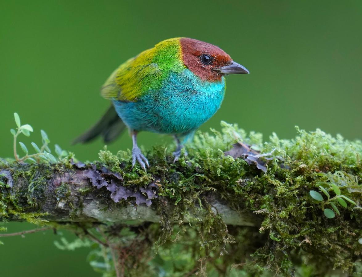 קרתגו Arte De Plumas Birding Lodge מראה חיצוני תמונה