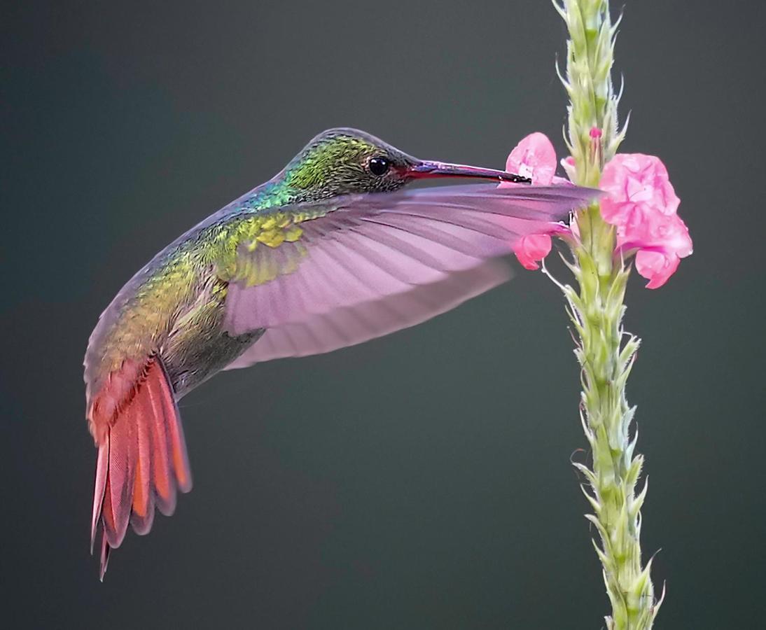 קרתגו Arte De Plumas Birding Lodge מראה חיצוני תמונה