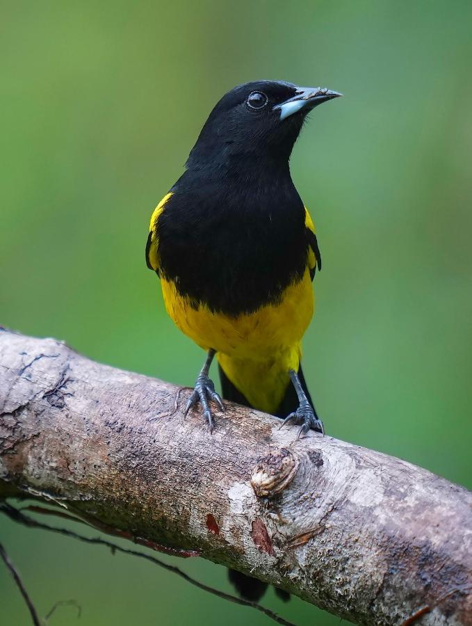 קרתגו Arte De Plumas Birding Lodge מראה חיצוני תמונה