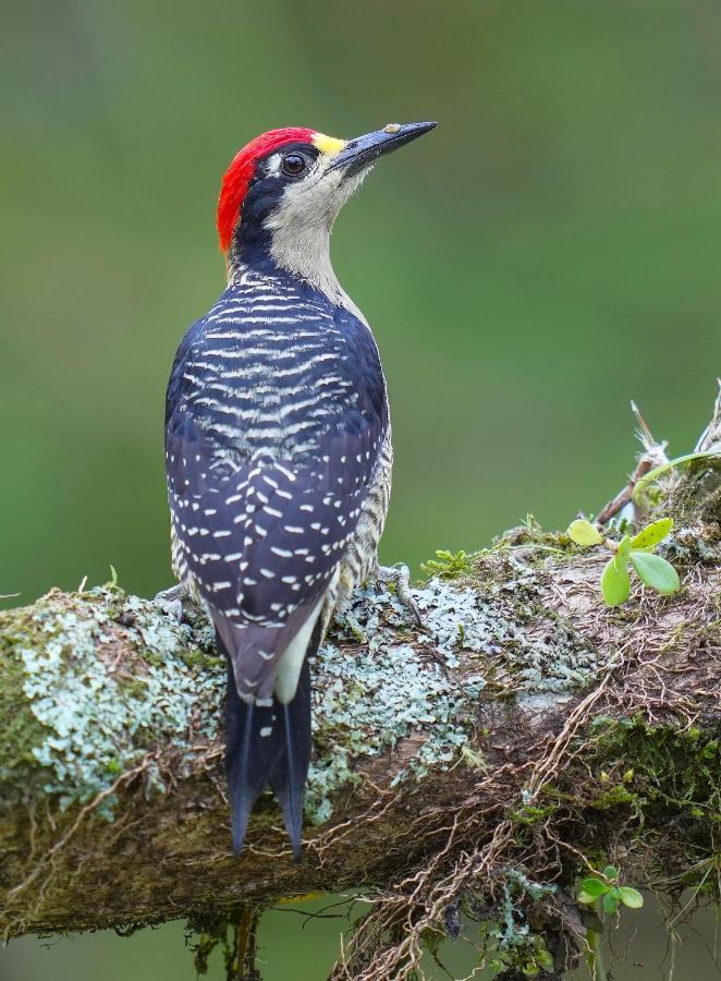 קרתגו Arte De Plumas Birding Lodge מראה חיצוני תמונה